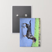 Badge dachshund à poils durs plein (Recto/Verso)