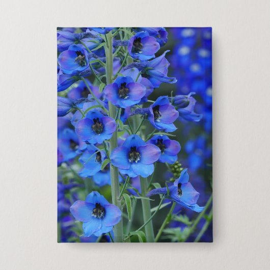 Badge Delphiniums Bleus (Recto)