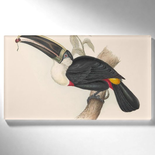 Badge D'identification Impression du Toucan de Cuvier : Oiseau Tropical V (Devant)