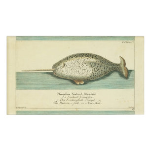 Badge D'identification Narwhal Antique Baleine Aquarelle Art scientifique