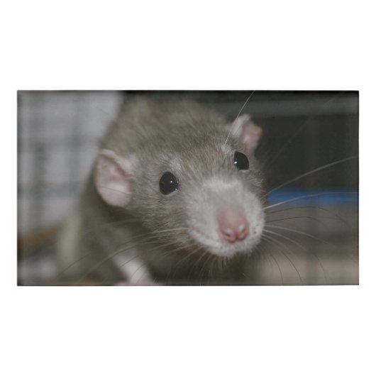 Badge D'identification Rat curieux (Devant)