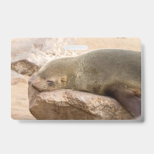 Badge jeune lion de mer (Avant)