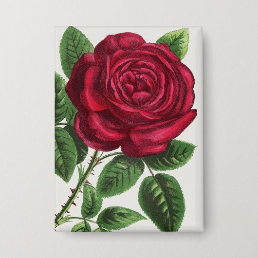 Badge Lithographie de rose antique, François-Frédéric Gr (Recto)