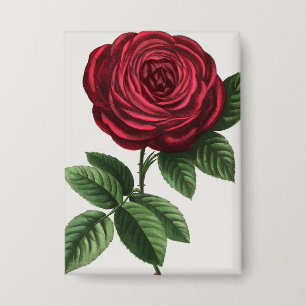 Badge Lithographie de rose antique, François-Frédéric Gr