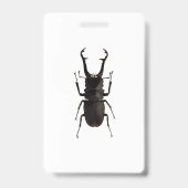 Badge Lucane cerf-volant (Arrière)