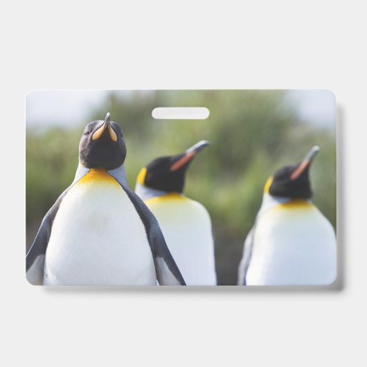 Badge Manchots royaux (Avant)
