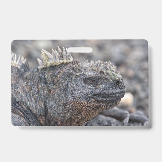 Badge Marine Iguana (Avant)