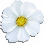 Badge Photo Sculpture Bijoux - Épingle - Cosmos blancs<br><div class="desc">Fabriqué en acrylique avec une épingle à dos métallique, ce cosmos blanc étonnant fait un magnifique accessoire. Coupé à la forme de la fleur, c'est un bijou unique qui peut être utilisé dans le revers ou pour fixer une cravate ou une écharpe. Ajoutez une belle pop de couleur à votre...</div>