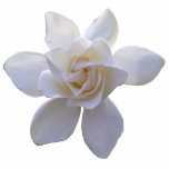 Badge Photo Sculpture Bijoux - Épingle - Gardenia magnifique<br><div class="desc">Fabriquée en acrylique avec une épingle à dos métallique, cette superbe gardenia fait un magnifique accessoire. Coupé à la forme de la fleur, c'est un bijou unique qui peut être utilisé dans le revers ou pour fixer une cravate ou une écharpe. Ajoutez à votre garde-robe une touche de nature délicate...</div>