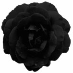 Badge Photo Sculpture Bijoux - Épingle - Rose gothique noir<br><div class="desc">Fabriqué en acrylique avec une épingle à dos métallique, ce rose noir étonnant, numériquement modifié, fait un magnifique accessoire et est un petit clin d'oeil à nos amis gothiques. Coupé à la forme de la fleur, c'est un bijou unique qui peut être utilisé dans le revers ou pour fixer une...</div>