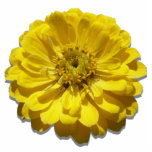 Badge Photo Sculpture Bijoux - Épingle - Zinnia Jaune<br><div class="desc">Les plantes de zinnia, à la fois des fleurs et des feuilles, ont été utilisés par de nombreuses tribus du sud-ouest comme herbes médicinales et rituelles. Certains ont dit que la tribu Navajo considère la zinnia comme l'un des médicaments sacrés de la vie. D'autres encore, Pueblo, les tribus pensent que...</div>