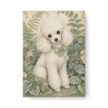 Poodle miniature de grand-mère
