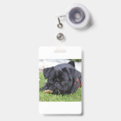 Badge pug noir couché (Avant avec rétractable)