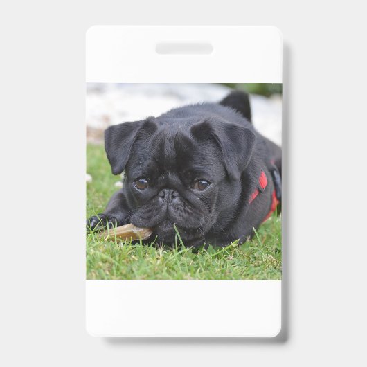 Badge pug noir couché (Avant)
