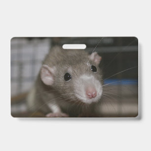 Badge Rat curieux