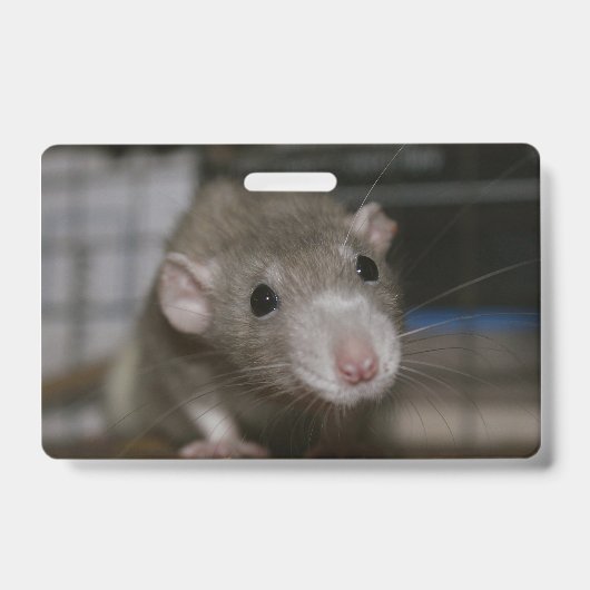 Badge Rat curieux (Avant)