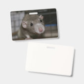 Badge Rat curieux (Avant & arrière)