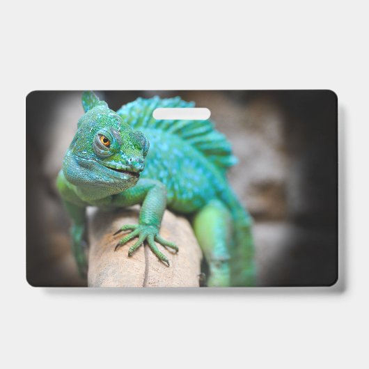 Badge reptiles, nature, lézards (Avant)
