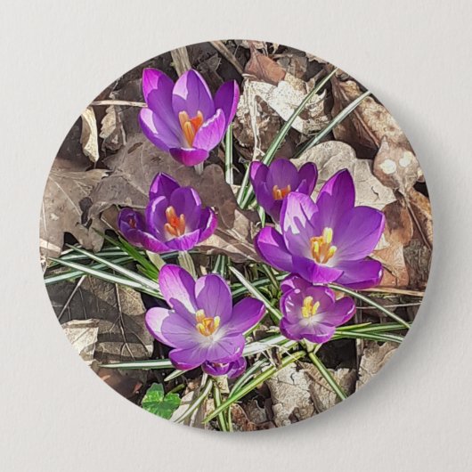 Badge Rond 10 Cm Crocus pourpre (Devant)