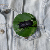 Badge Rond 10 Cm Dorcus parallelipipedus, le moindre dendroctone du (En situation)