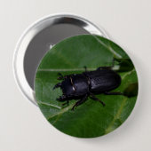 Badge Rond 10 Cm Dorcus parallelipipedus, le moindre dendroctone du (Devant & derrière)