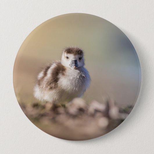 Badge Rond 10 Cm Goose Chick Nature Photo (Devant)