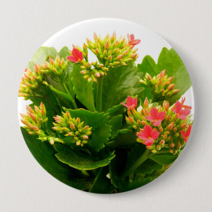 Badge Rond 10 Cm Kalanchoe blossfeldiana