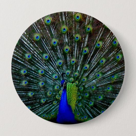 Badge Rond 10 Cm Pin "de plumage de paon" (Devant)
