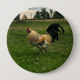 Badge Rond 10 Cm Poulet de campagne photo à la ferme