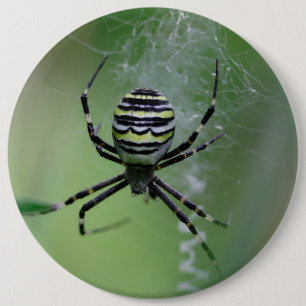 Badge Rond 15,2 Cm Argiope bruennichi