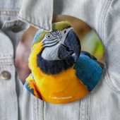 Badge Rond 15,2 Cm Belle Macaw Bleue et Or (En situation)