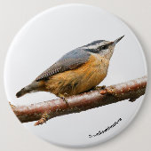 Badge Rond 15,2 Cm Belle Nuthatch à poitrine rouge sur une branche (Devant)