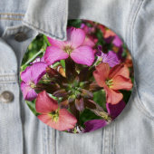 Badge Rond 15,2 Cm Bouton ou insigne de Wallflower 'Constant Cheer' (En situation)