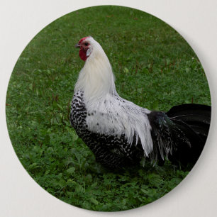 Badge Rond 15,2 Cm Brakel Hahn