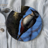 Badge Rond 15,2 Cm Buntspecht (En situation)