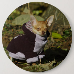 Badge Rond 15,2 Cm Chihuahua Chiuppy élégant