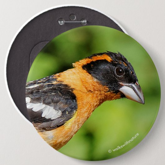 Badge Rond 15,2 Cm Closeup d'un beau Grosbeak à tête noire (Devant & derrière)