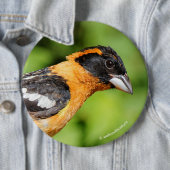 Badge Rond 15,2 Cm Closeup d'un beau Grosbeak à tête noire (En situation)