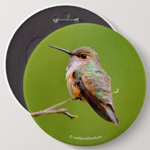 Badge Rond 15,2 Cm Colibri roux assis en Californie Lilac