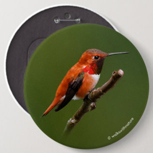 Badge Rond 15,2 Cm Colibri roux étonnant sur la branche cerise