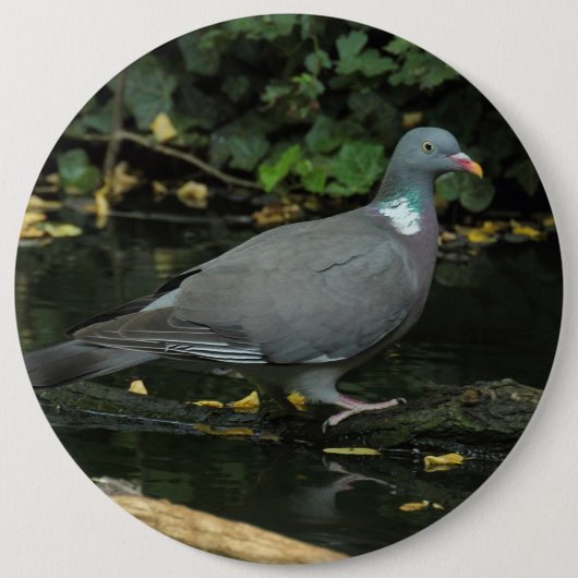 Badge Rond 15,2 Cm Columba palumbus (Devant)