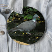 Badge Rond 15,2 Cm Columba palumbus (En situation)