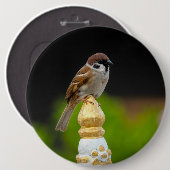 Badge Rond 15,2 Cm Épervier eurasien  (Devant & derrière)