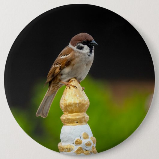 Badge Rond 15,2 Cm Épervier eurasien  (Devant)