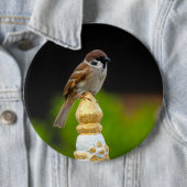 Badge Rond 15,2 Cm Épervier eurasien  (En situation)