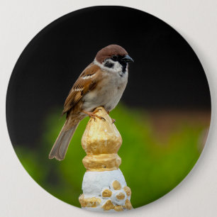 Badge Rond 15,2 Cm Eurasian tree sparrow 