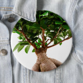 Badge Rond 15,2 Cm Ficus Ginseng (En situation)