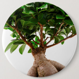 Badge Rond 15,2 Cm Ficus Ginseng