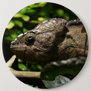 Badge Rond 15,2 Cm Furcifer oustaleti