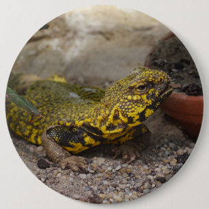 Badge Rond 15,2 Cm Géyri d'Uromastyx